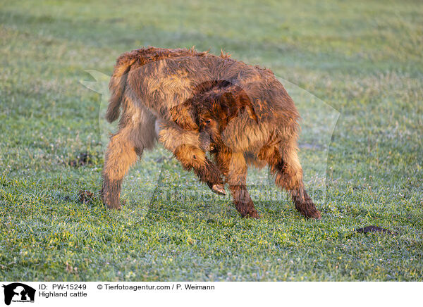 Hochlandrind / Highland cattle / PW-15249