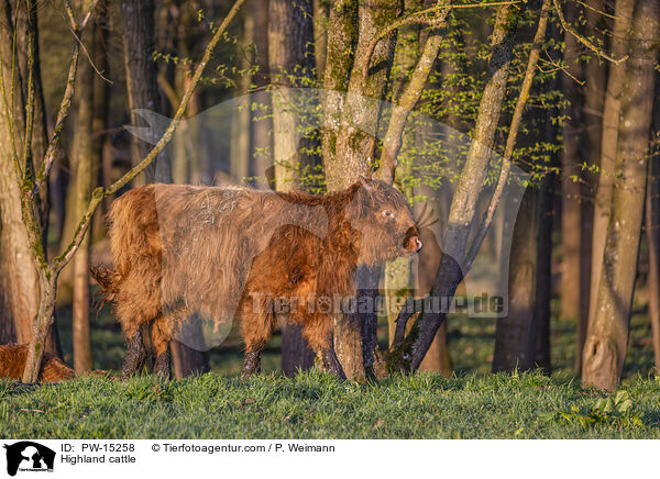 Hochlandrind / Highland cattle / PW-15258