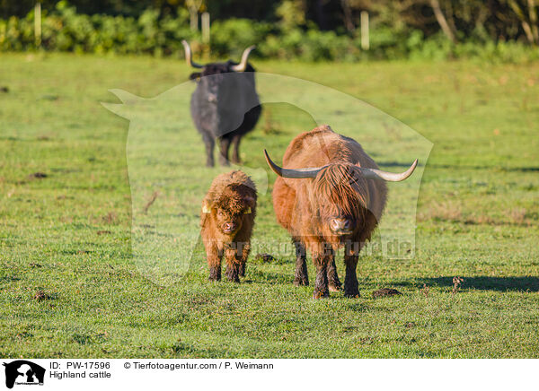 Hochlandrinder / Highland cattle / PW-17596