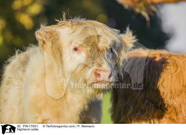 Hochlandrind / Highland cattle / PW-17601