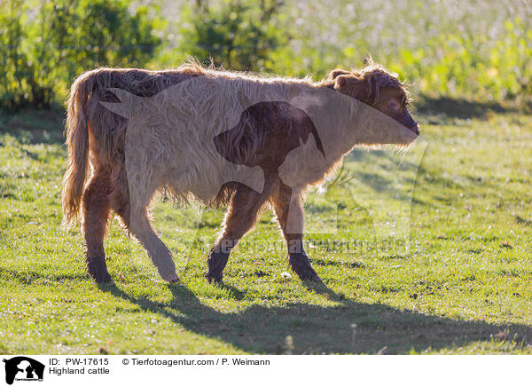 Hochlandrind / Highland cattle / PW-17615