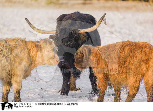 Highland cattle / PW-17647