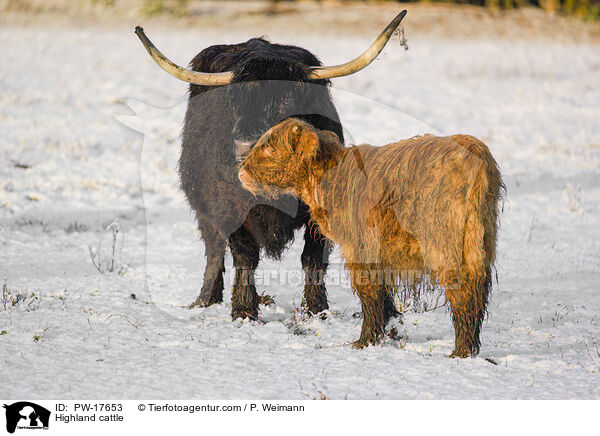 Hochlandrinder / Highland cattle / PW-17653