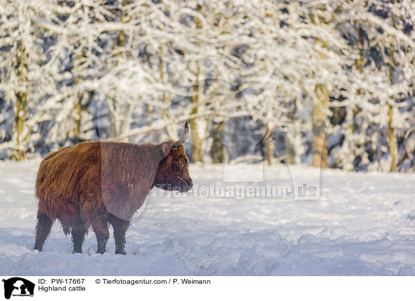Hochlandrind / Highland cattle / PW-17667