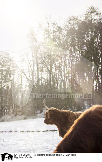 Hochlandrind / Highland Cattle / VJ-05281