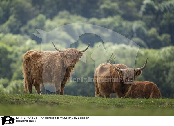 Hochlandrinder / Highland cattle / HSP-01691