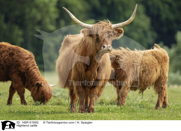 Hochlandrinder / Highland cattle / HSP-01692