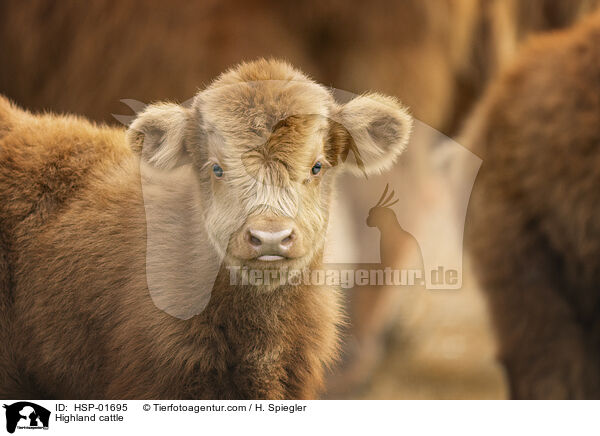 Hochlandrinder / Highland cattle / HSP-01695