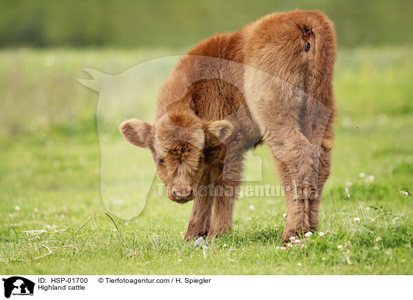Hochlandrind / Highland cattle / HSP-01700