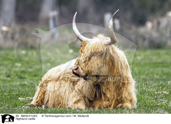 Hochlandrind / Highland cattle / MAW-01283