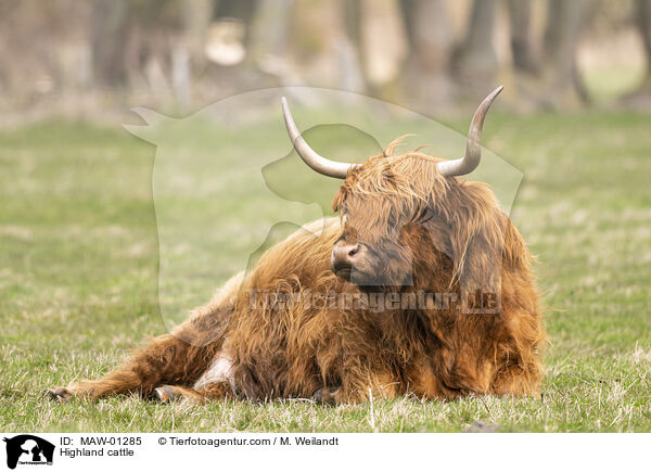 Hochlandrind / Highland cattle / MAW-01285