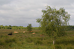 Highland cattles