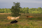 Highland cattles