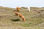 Highland cattles