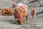 Highland cattles