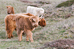 Highland cattles