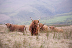 Highland cattle