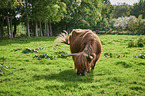 Highland Cattle