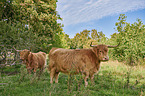 Highland Cattle