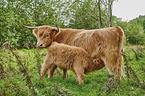 Highland Cattle