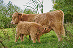 Highland Cattle