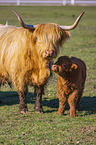 Highland Cattle