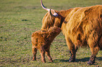 Highland Cattle