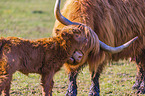 Highland Cattle