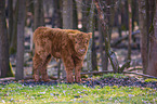 Highland Cattle calf