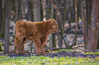 Highland Cattle calf
