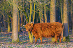 Highland Cattle