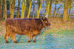Highland Cattle