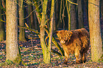 Highland Cattle
