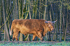 Highland Cattle