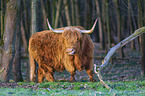 Highland Cattle
