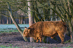 Highland Cattle