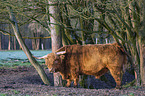 Highland Cattle