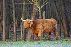 Highland Cattle