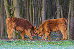 Highland Cattle