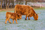 Highland Cattle