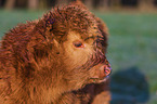 Highland Cattle calf