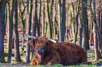Highland Cattle