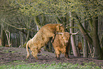 Highland Cattle