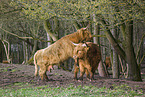 Highland Cattle