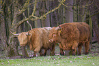 Highland Cattle