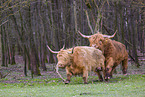 Highland Cattle