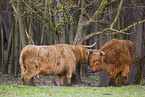Highland Cattle