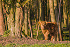 Highland Cattle