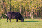 Highland Cattle