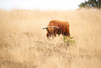 Highland Cattle